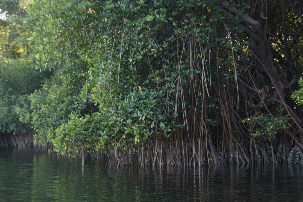 Uma árvore envravada No espelho d'água verde, com raízes marrons expostas e copa verde 