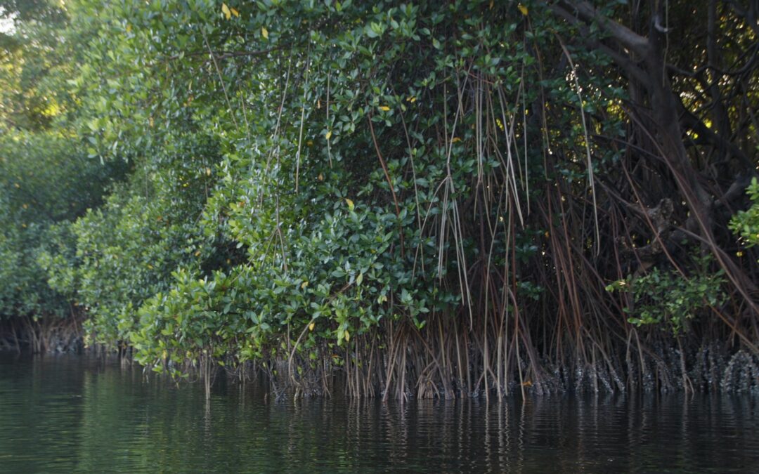 Uma árvore envravada No espelho d'água verde, com raízes marrons expostas e copa verde